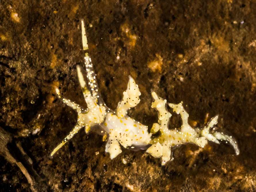 Eubranchus sp. 20